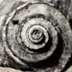 Meet your Posher, Rose